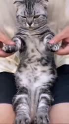 460x816