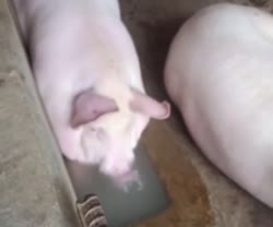 384x320