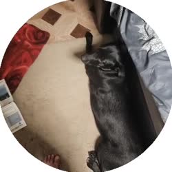 384x384