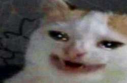 540x356