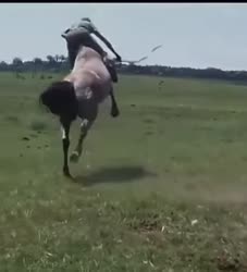 460x506
