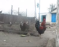 450x360