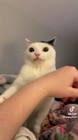 406x720