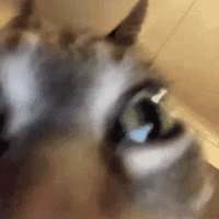 498x498