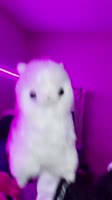 720x1280