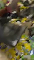 368x640