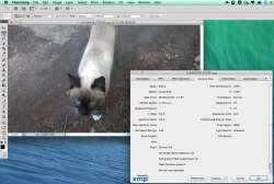1232x830
