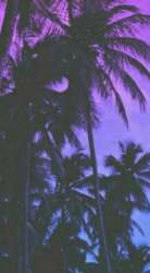 306x551