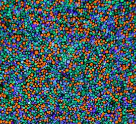 800x728
