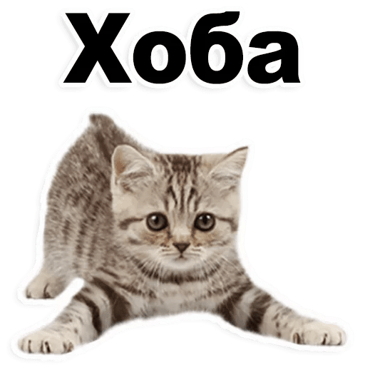 512x512