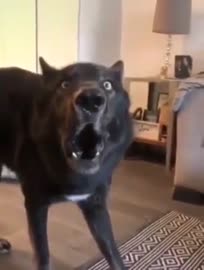 320x422