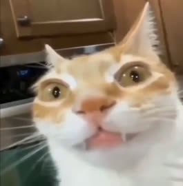 562x572