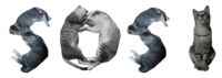 493x176