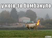 500x366