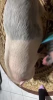 454x852