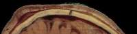 540x137