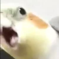 480x480